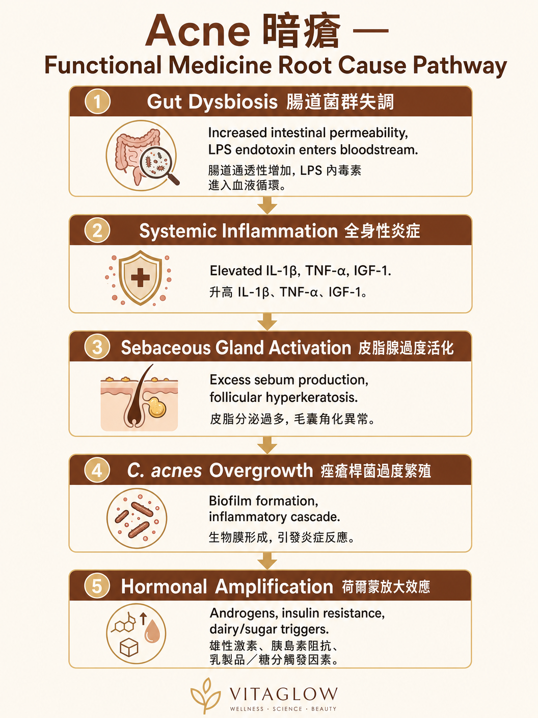 暗瘡功能醫學根本成因路徑圖